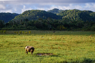 Fototapeta na wymiar Big black bull at green grass plantation.