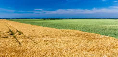 mixed agricultural field with different cereals