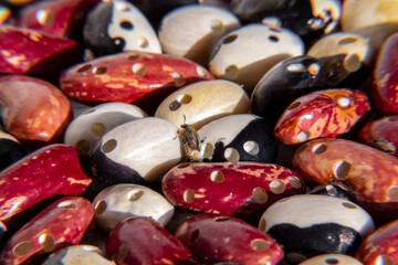 agricultural crop destroyed by pests