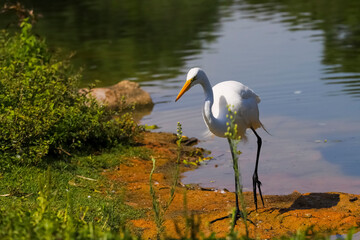Great Egret, legs in black color, beak and yellow eye. Bird on the edge of the slope between the vegetation and the lake.