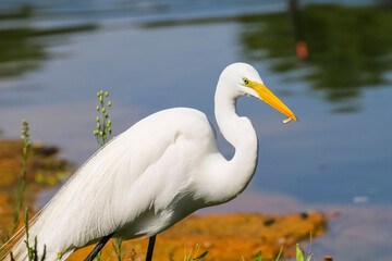 Great Egret, legs in black color, beak and yellow eye. Bird with little fish that you just hunted.