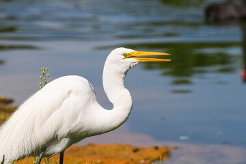Fototapeta na wymiar Great Egret, legs in black color, beak and yellow eye. Bird with an open beak on the edge of the lake.