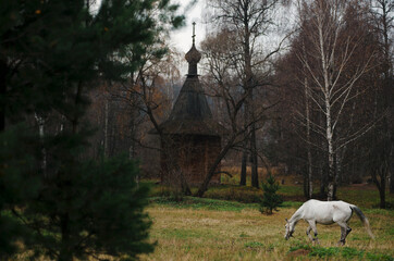 Travel by Russia. A white horse stands near ancient wooden church in the park.