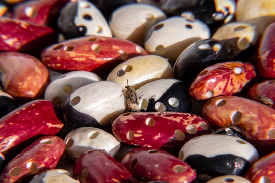 agricultural crop destroyed by pests
