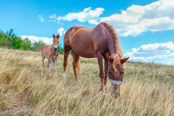 Horses on the pasture . Foal and mare in summer