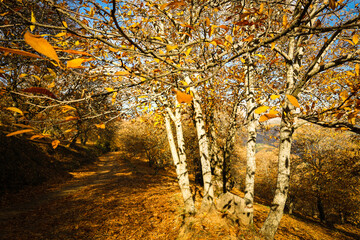 Chestnut forest in the Genal Valley, Spain.
