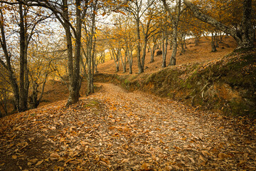 Naklejka premium Chestnut forest in the Genal Valley, Spain.