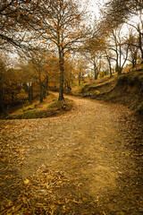 Obraz premium Chestnut forest in the Genal Valley, Spain.