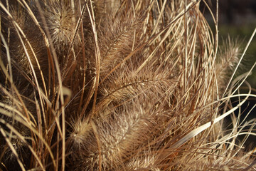 close up of a grass