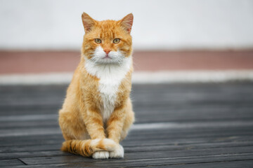 Cute ginger cat sits on the embankment. Fluffy street cat in its natural habitat.