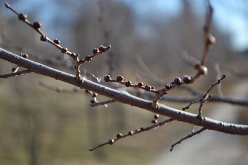 branches of a tree