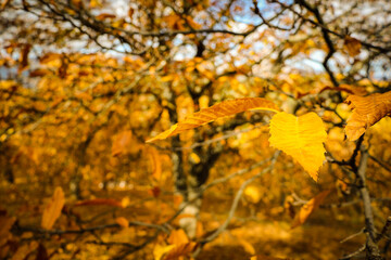 Chestnut forest in the Genal Valley, Spain.