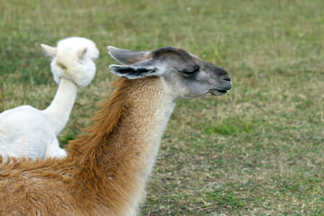 Guanaco lama exotic mammal wild animal Chewing Action