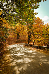 Chestnut forest in the Genal Valley, Spain.