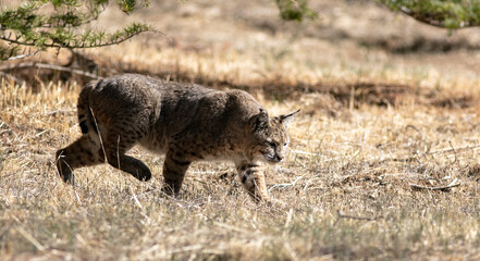 A Bobcat in the Dry California Hills Hunting for food and Stealthily Walking Through the Grass as it Sneaks-Up on its Prey