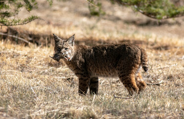 Obraz premium A Bobcat in the Dry California Hills Hunting for food and Catching a Ground Mole still Holding it in its Mouth and Looking at the Camera