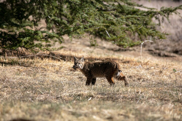 A Bobcat in the Dry California Hills Hunting for food and Catching a Ground Mole still Holding it in its Mouth and Looking at the Camera
