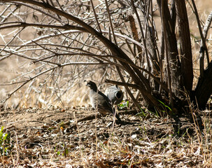 A pair of California Quail Foraging for Food Next to a Bare Woody Bush and Camouflaged into the Environment