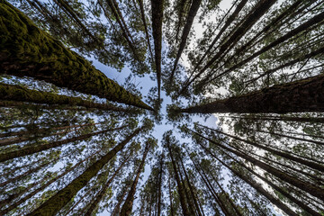 The sky through relict pines in the Esperanza (Highland) forest (over 2000 meters). Tenerife....