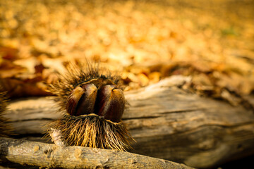 Chestnut forest and chestnut fruits in the Genal Valley, province of Malaga. Spain.