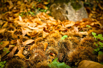 Chestnut forest and chestnut fruits in the Genal Valley, province of Malaga. Spain.