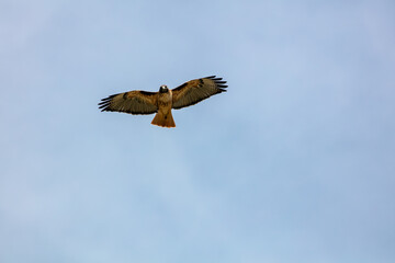 A Hawk Soaring in the Wind Thermals Looking at the Camera