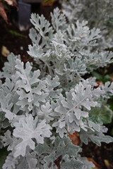 The dusty miller plant (Senecio cineraria) is an interesting landscape addition, grown for its silvery gray foliage.