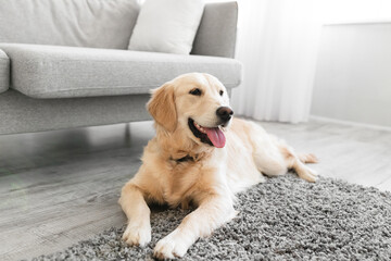 Portrait of cute happy dog lying on rug floor carpet - obrazy, fototapety, plakaty