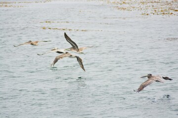 Fototapeta na wymiar The brown pelicans (Pelecanus occidentalis) flying near Pacific coast at Monterey Bay, California, USA.