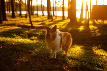Fototapeta na wymiar The fluffy sheltie puppy is walking at sunset.