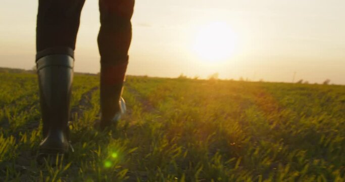 Farmer walks through a young wheat green field during sunset. Bottom view of a man walking in rubber boots in a farmer's field at sunset. Human walking on agriculture field Slow motion. 4k footage.