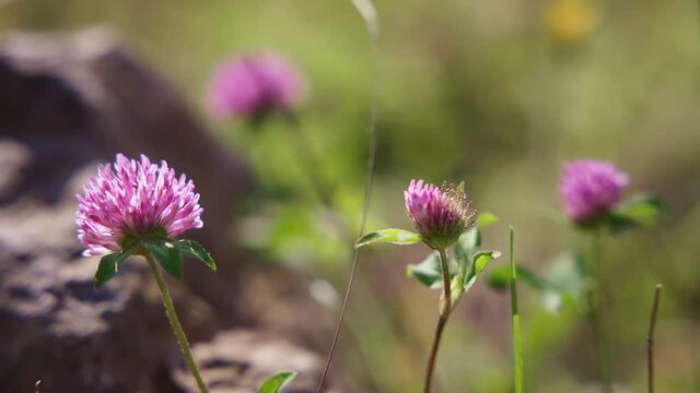 Close up of a red clover blowing in the wind. 