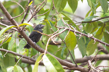 Black-bird