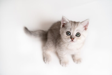 white and gray kitten on a white background, isolated, top view