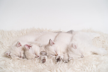 Fototapeta na wymiar four cute fluffy white kittens are sleeping next to each other on a light blanket