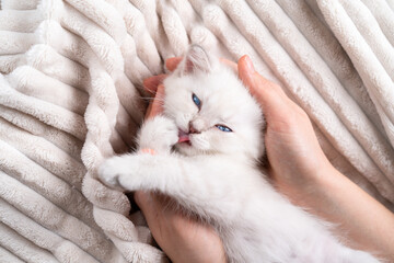 small white purebred kitten sleeps in women's hands, blue-eyed cat, care and love for animals, the concept of holiday cat day