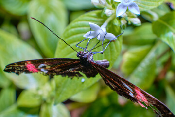 Beautiful butterfly a macro photo in the format 1:1 - 2:1