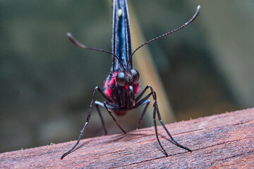 Beautiful butterfly a macro photo in the format 1:1 - 2:1