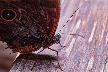 Obraz premium Beautiful butterfly a macro photo in the format 1:1 - 2:1