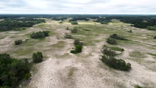 Letea forest in the Danube delta, Romania