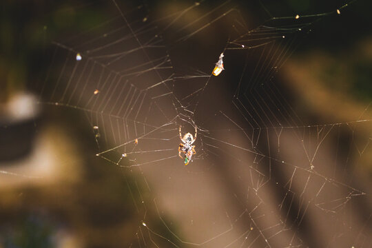 orb spider on spider web eating a dead bug he trapped shot at night in Australia