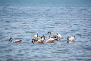 Flamencos at Paracas National Reserve, Ica, Perú