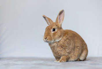 Rufus rabbit sitting up posing white background copy space