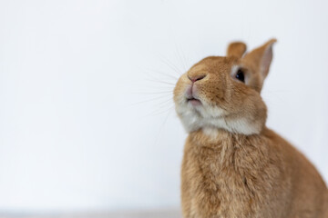 Rufus rabbit looking up white background copy space