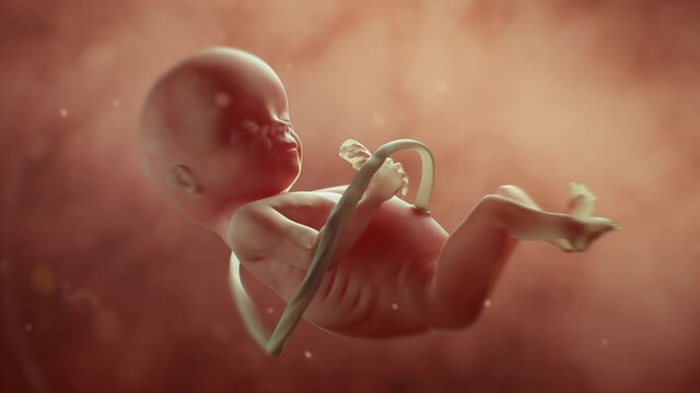 Human Fetus Moving Slowly In Mother&rsquo;s Womb. Science And Health Related Beautiful Realistic High Quality 4K  3D Animation.