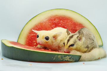 A pair of sugar gliders are eating watermelon. This marsupial mammal has the scientific name Petaurus breviceps. 