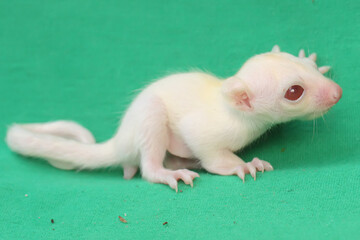 A one month old albino sugar glider baby on a green background. This marsupial mammal has the...