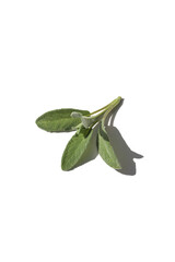 Fresh Sage leaves isolated on white background hard light