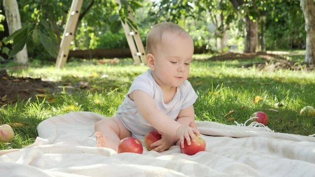 Cute baby boy sitting on grass at orchard and playing with ripe apples. Concept of child development, parenting and healthy organic food growing.
