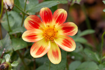 Fototapeta na wymiar A single yellow and red Dahlia pinnata flower, Macro, Close-up